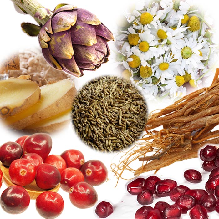 Pflanzen in FitLine Women+